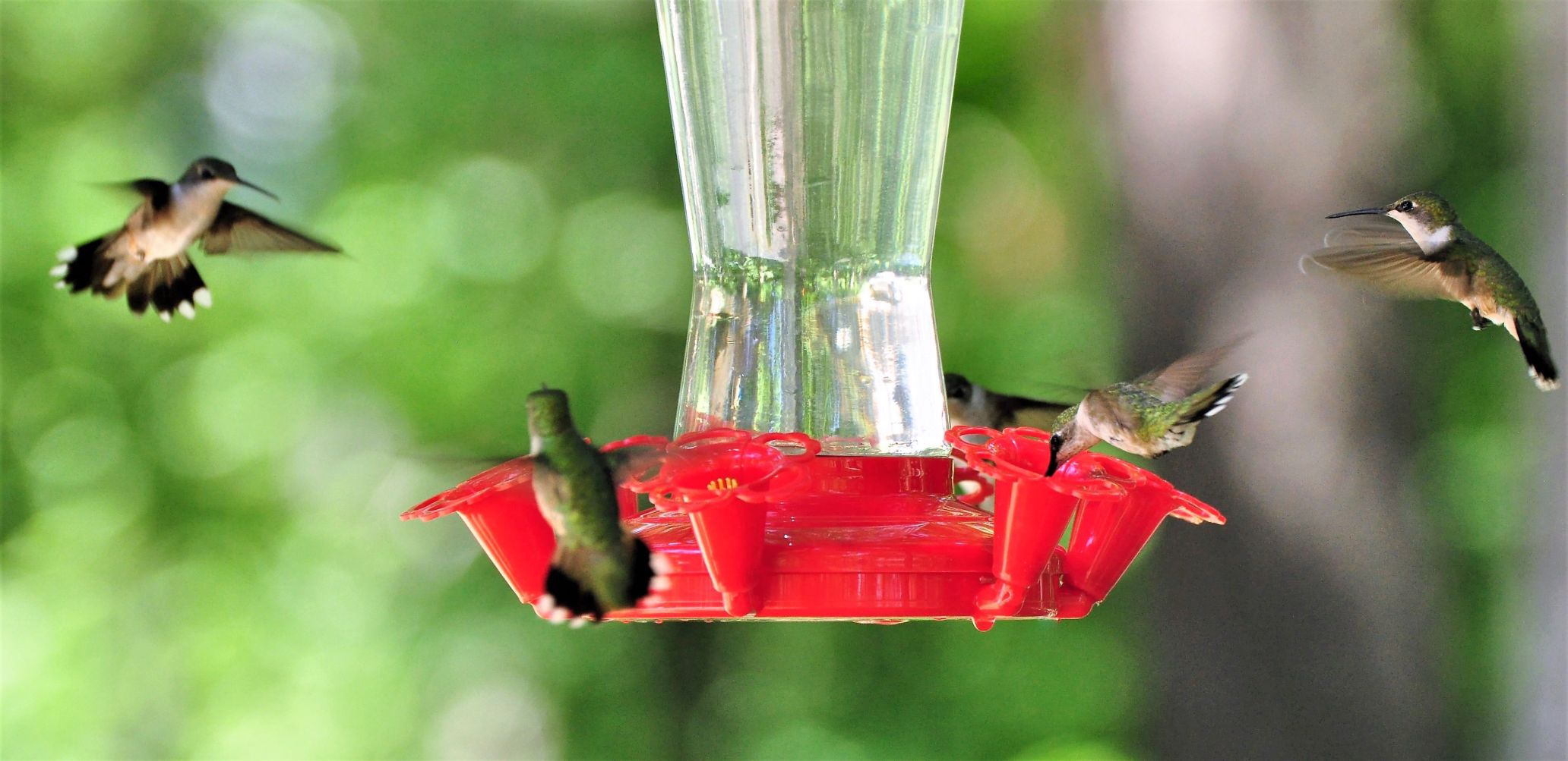 Hummingbirds fuel up